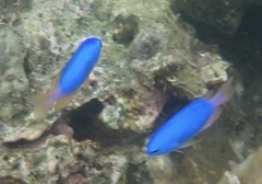 Pomacentrus coelestis