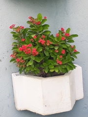 Euphorbia milii