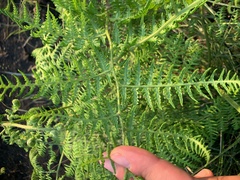 Pteridium revolutum