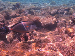 Acanthurus sohal