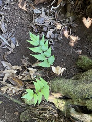 Cyrtomium caryotideum