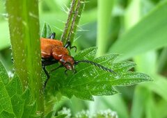 Pyrochroa serraticornis