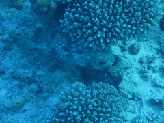 Cyclichthys spilostylus