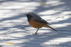 Phoenicurus hodgsoni