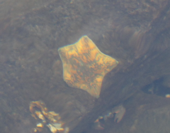 Patiriella regularis
