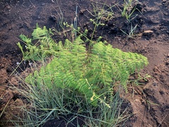 Pteridium revolutum