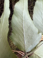 Cyrtomium caryotideum