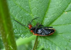 Pyrochroa serraticornis
