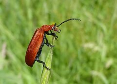 Pyrochroa serraticornis
