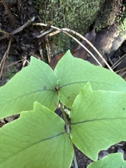 Cyrtomium caryotideum