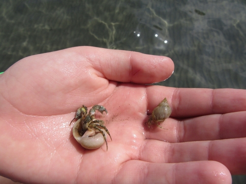 Roux's hermit crab