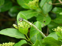Dendrelaphis tristis