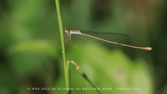 Aciagrion pallidum