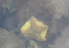 Patiriella regularis