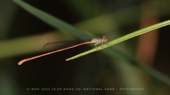Aciagrion pallidum