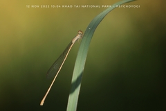 Aciagrion pallidum