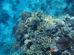 Goniastrea stelligera