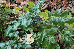 Berberis aquifolium