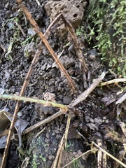 Cyrtomium caryotideum