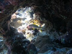 Mulloidichthys vanicolensis