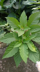 Brugmansia suaveolens