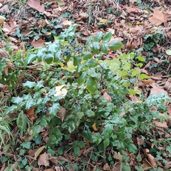 Berberis aquifolium