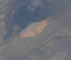 Patiriella regularis