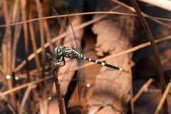 Orthetrum balteatum