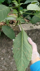 Brugmansia suaveolens