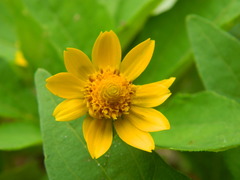 Melampodium divaricatum