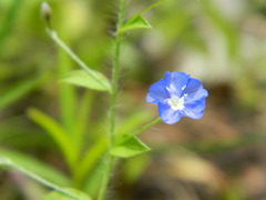 Evolvulus alsinoides