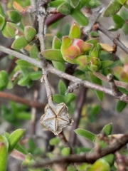 Drosanthemum parvifolium