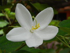 Bauhinia acuminata
