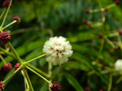 Senegalia megaladena