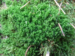 Dicranum montanum