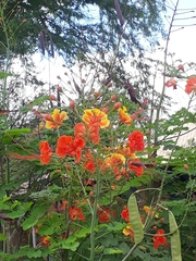 Caesalpinia pulcherrima