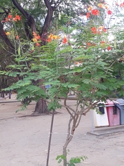 Caesalpinia pulcherrima