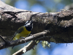 Falcunculus frontatus