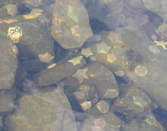Patiriella regularis