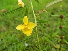Chamaecrista