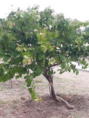 Cynophalla