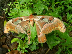 Attacus taprobanis