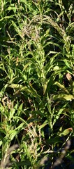 Persicaria glabra