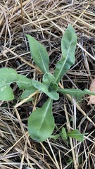 Lactuca serriola
