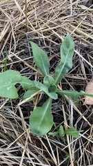 Lactuca serriola