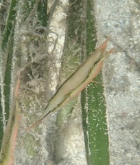 Centriscus