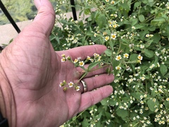 Galinsoga quadriradiata