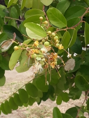 Cynophalla