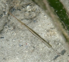 Centriscus