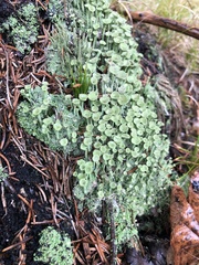 Cladonia fimbriata